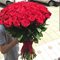 Купить 51 красную розу Эквадор 70 см