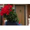 Букет 25 красных роз Эквадор 90 см