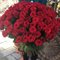 Купить 101 розу Эквадор 80 см