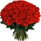 Купить 25 красных роз Эквадор 50 см