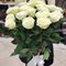 Букет 25 белых роз Эквадор 70 см