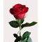 Букет 25 красных роз Эквадор 90 см
