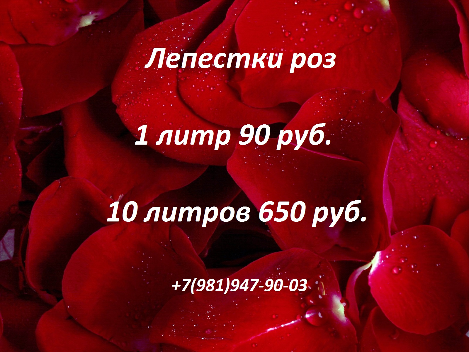 SPBROSE🌺 Купить розы дешево Эквадор. 25 роз 2000 руб. Доставка в СПб - Розы  СПб. 25 роз Эквадор 2400 руб. Доставка роз СПб. Купить розы в шляпной  коробке 3700 р. 25 шт.