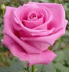 Сорт розы " Топаз"