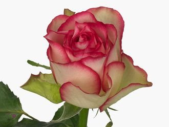 Сорт розы " Карусель"