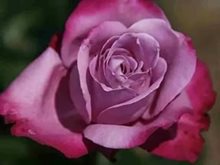 Сорт розы "Дип Пепл"